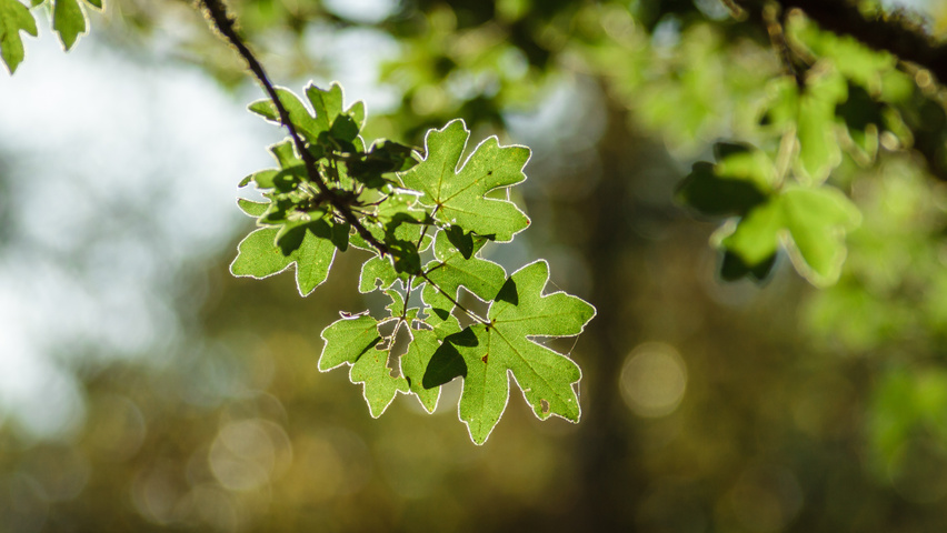 Acer campestre leaves