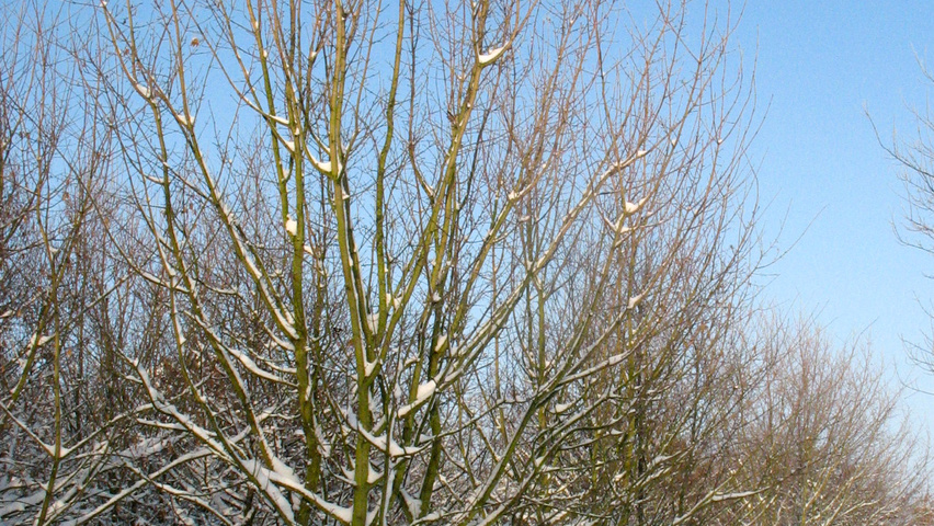 Acer campestre multi-stem
