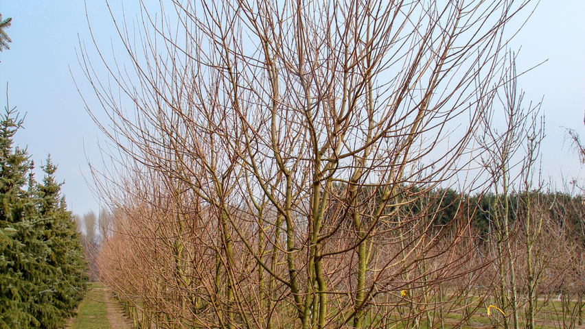 Acer campestre multi-stem