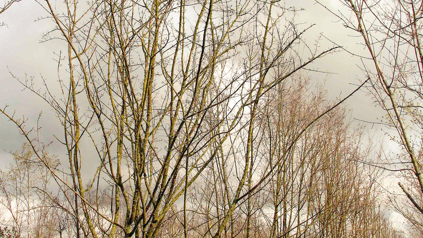 Acer campestre multi-stem