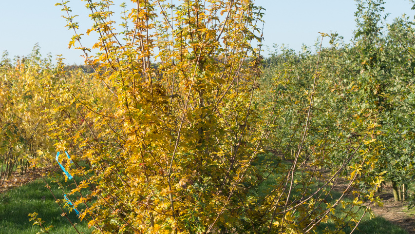 Acer campestre multi-stem