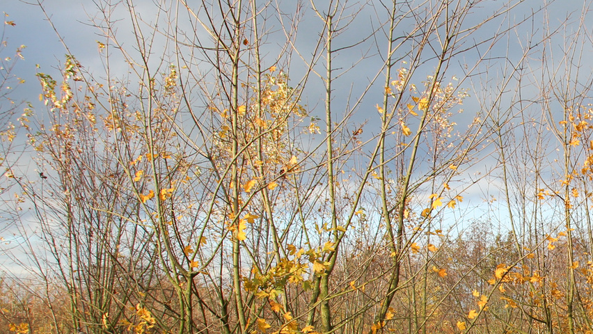 Acer campestre multi-stem