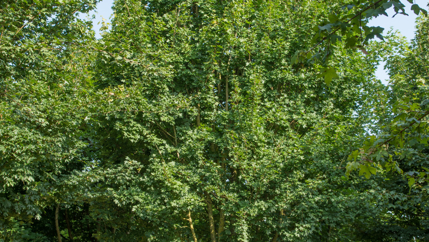 Acer campestre multi-stem umbrella