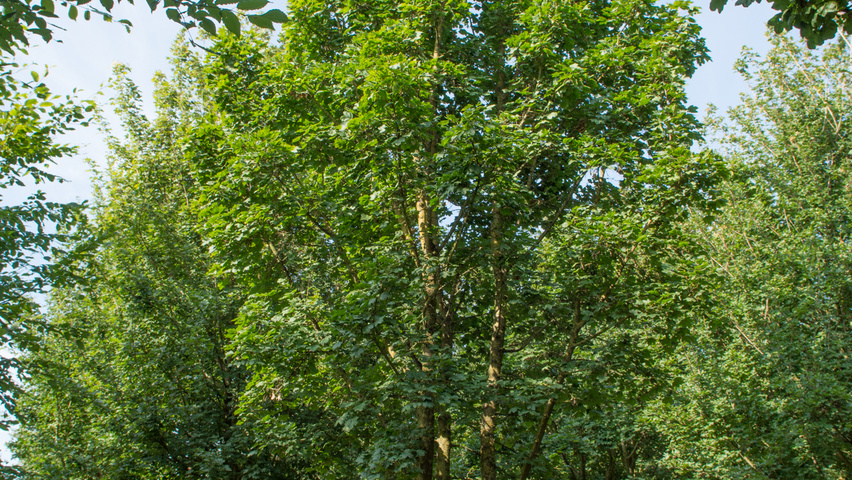 Acer campestre multi-stem umbrella