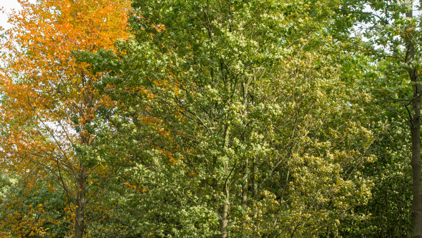 Acer campestre multi-stem umbrella