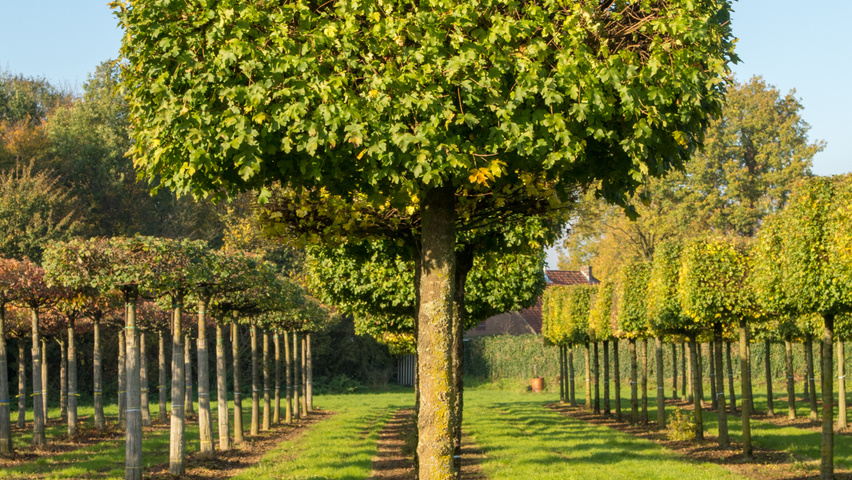 Acer campestre 'Nanum' blok