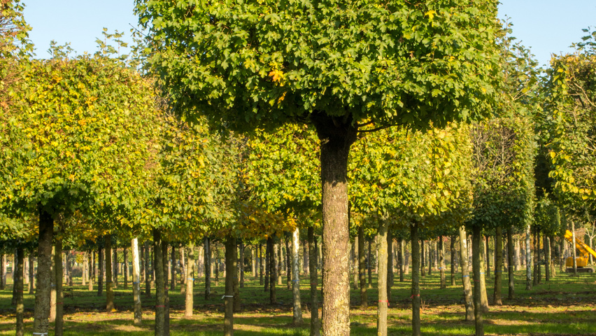 Acer campestre 'Nanum' blok