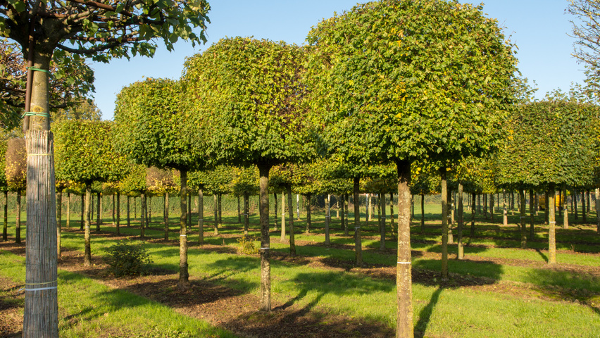 Acer campestre 'Nanum' blok