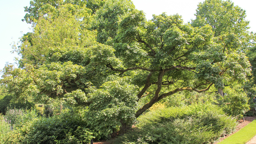 Acer campestre 'Nanum' chatakterystyczne