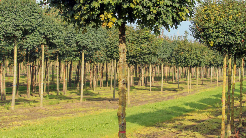 Acer campestre 'Nanum' pienne