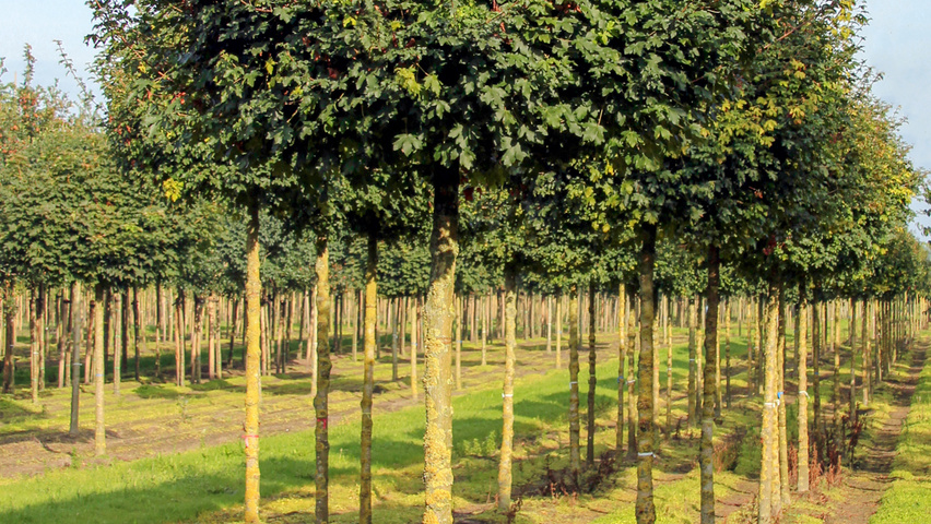 Acer campestre 'Nanum' pienne