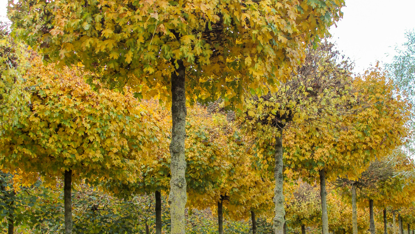 Acer campestre 'Nanum' kulisty