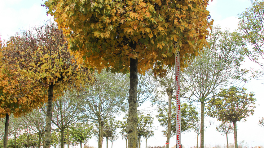 Acer campestre 'Nanum' pienne