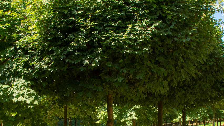 Acer campestre 'Nanum' pienne