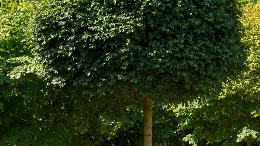 Acer campestre 'Nanum' kulisty