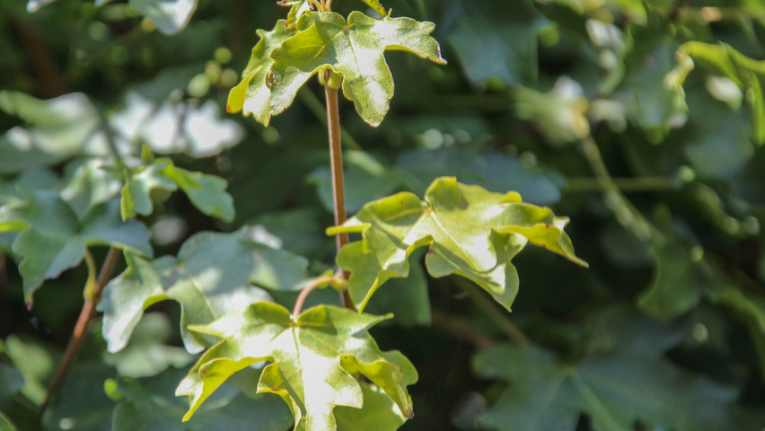 Acer campestre 'Nanum' liście