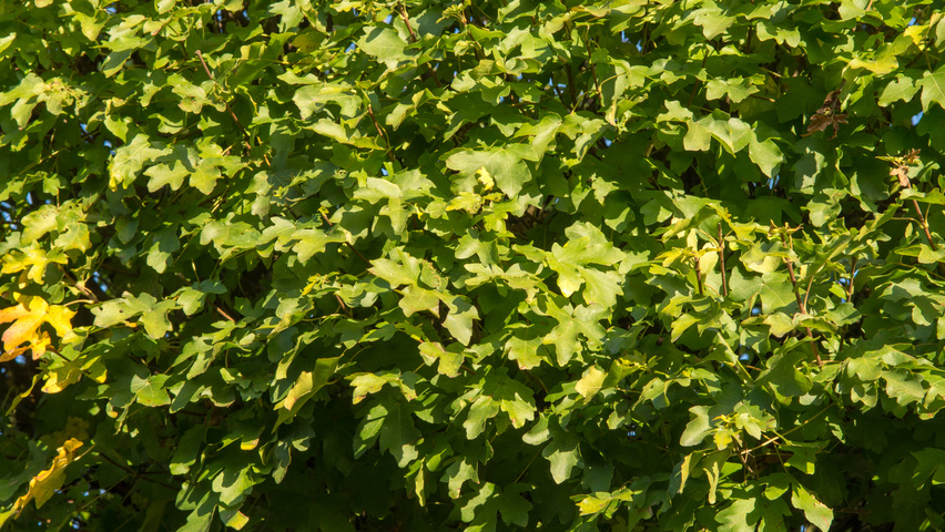 Acer campestre 'Nanum' liście