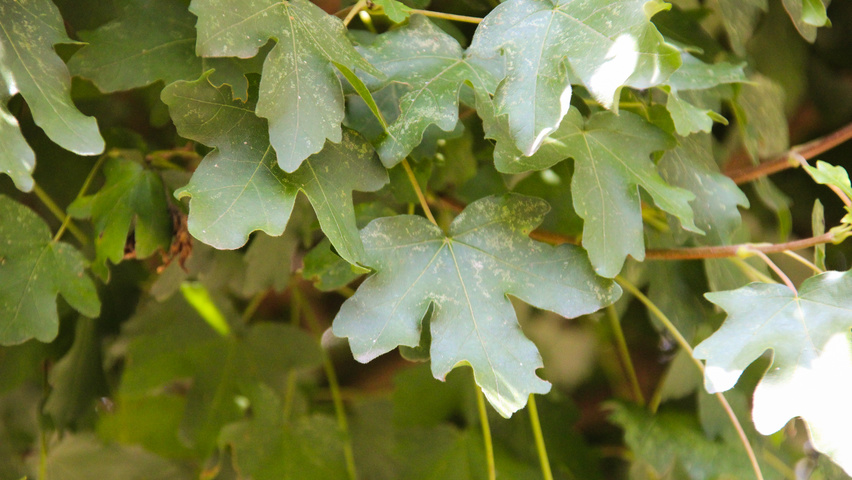 Acer campestre 'Nanum' liście