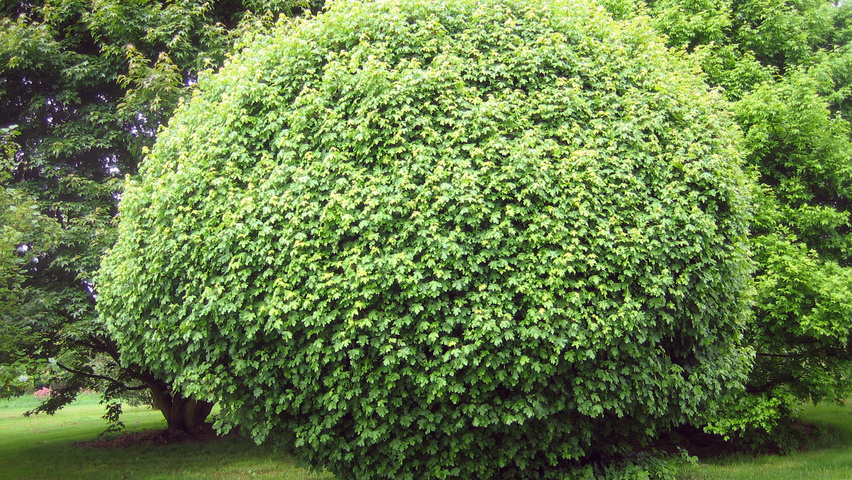 Acer campestre 'Nanum' krzewy soliterowe