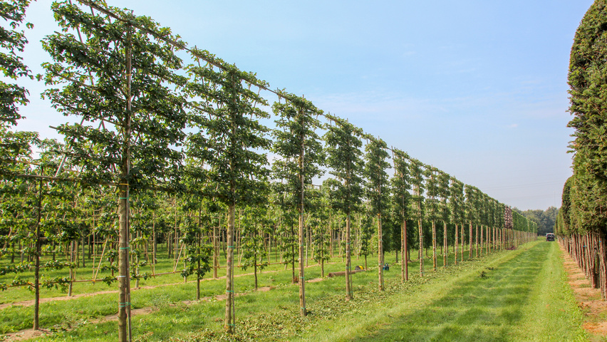 Acer campestre pleached