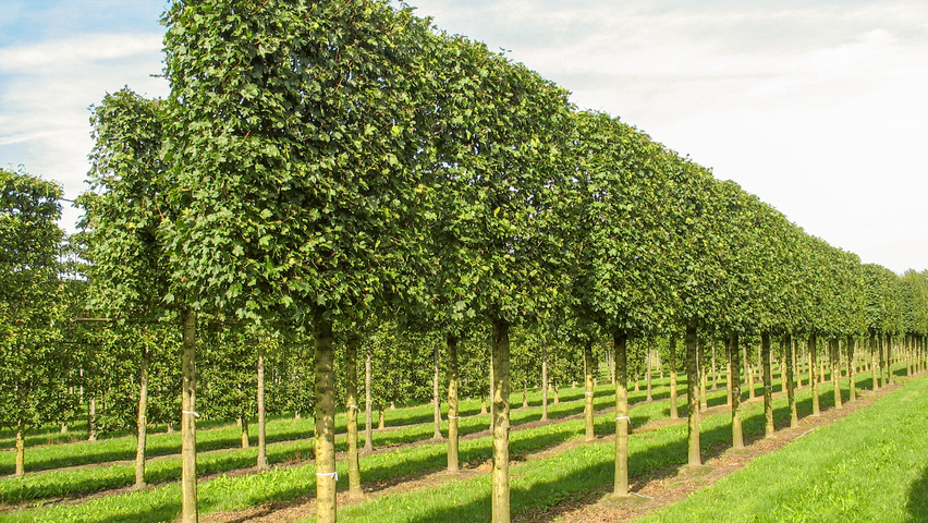 Acer campestre pleached