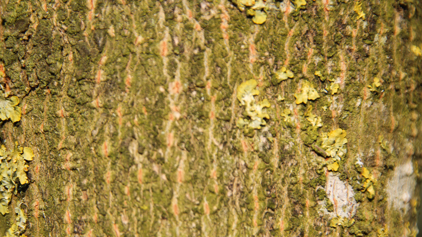 Acer campestre 'Queen Elizabeth' bark