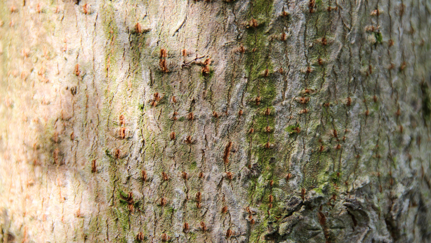 Acer campestre 'Queen Elizabeth' bark