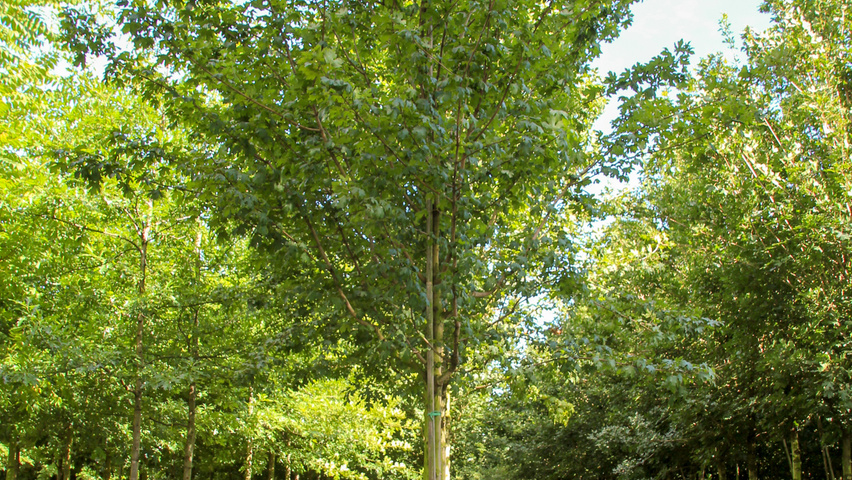 Acer campestre 'Queen Elizabeth' standard tree