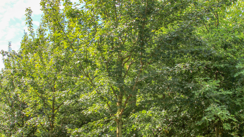 Acer campestre 'Queen Elizabeth' standard tree