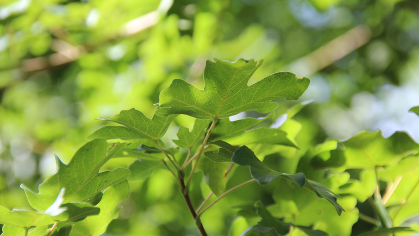 Acer campestre 'Queen Elizabeth' leaves