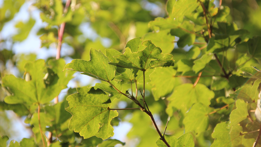 Acer campestre 'Queen Elizabeth' leaves