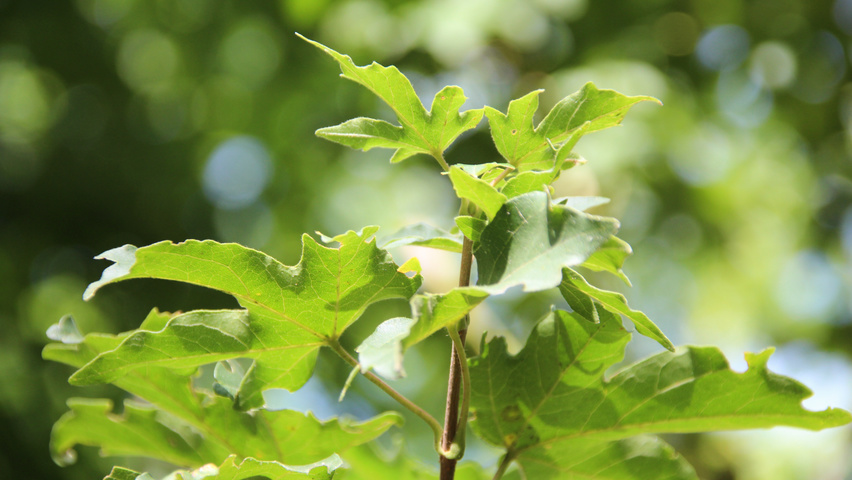 Acer campestre 'Queen Elizabeth' leaves