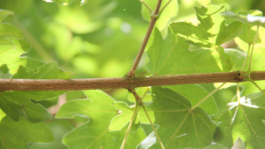 Acer campestre 'Queen Elizabeth' twigs
