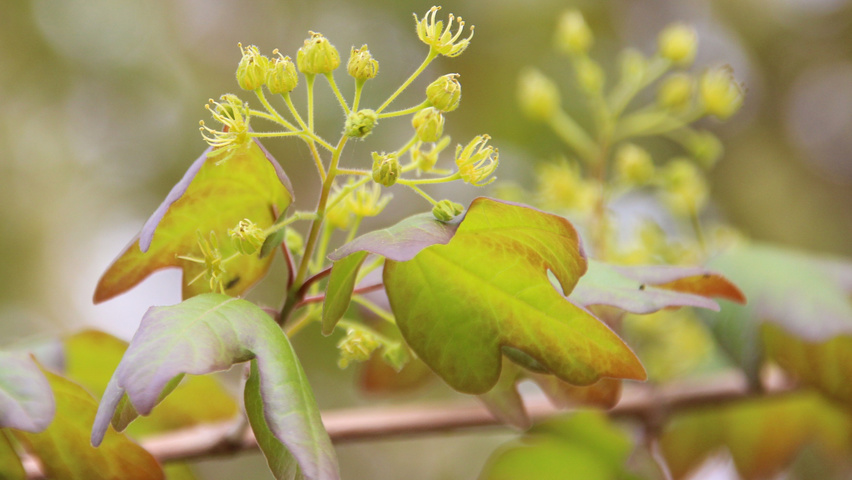 Acer campestre 'Red Shine' Blumen