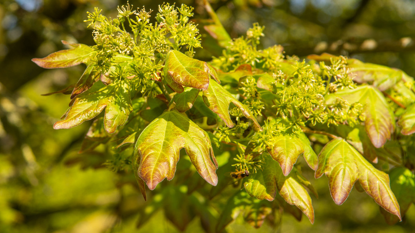 Acer campestre 'Red Shine' Blumen