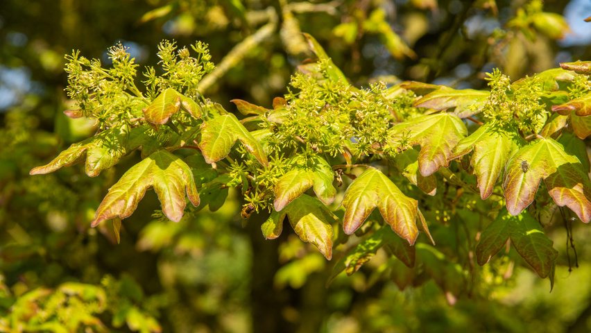 Acer campestre 'Red Shine' Blumen