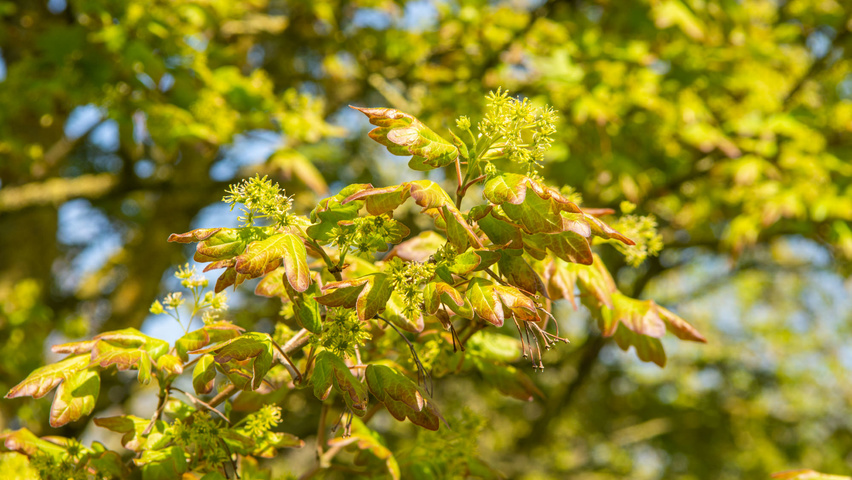 Acer campestre 'Red Shine' Blumen