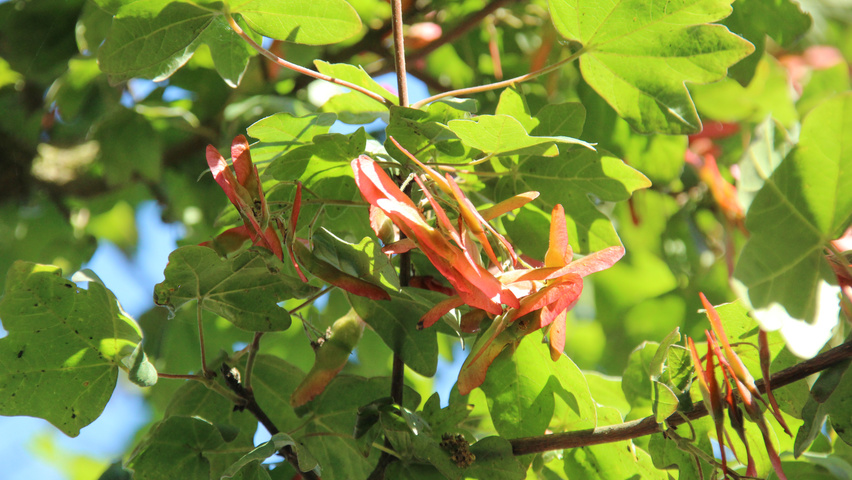 Acer campestre 'Red Shine' Frucht