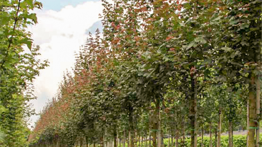 Acer Campestre Red Shine (Javor babyka, Javor babyka Shine, babyka Shine) Acer Campestre Red Shine