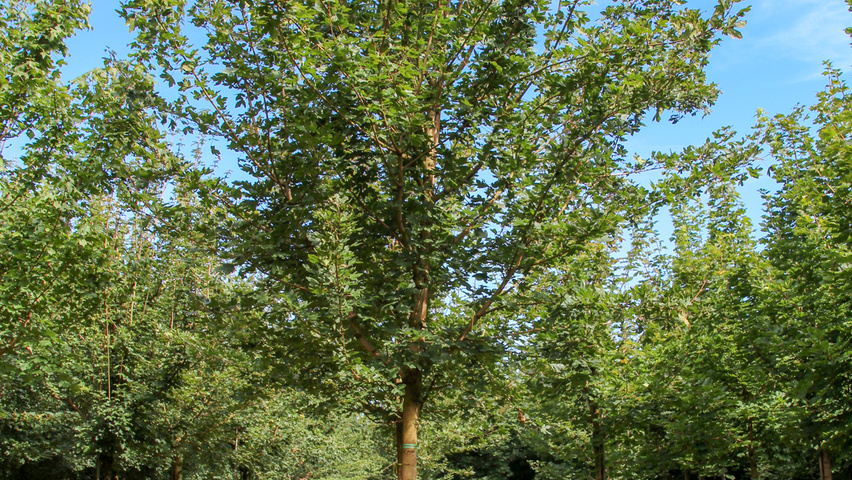 Acer campestre 'Red Shine' hochstämmig