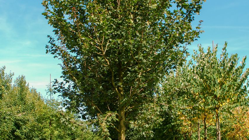 Acer campestre 'Red Shine' hochstämmig