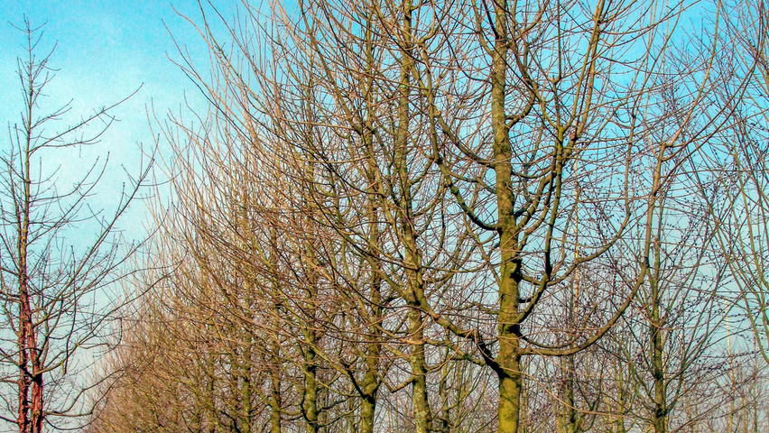 Acer campestre 'Red Shine' hochstämmig