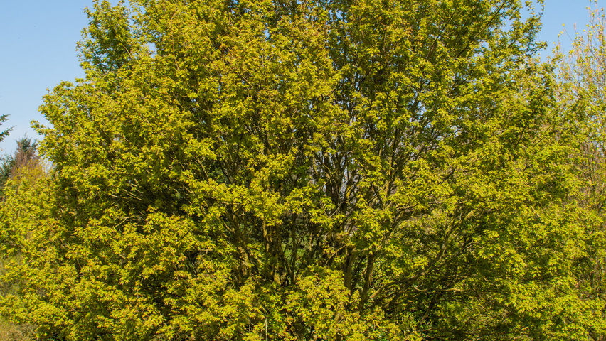 Acer campestre 'Red Shine' hochstämmig