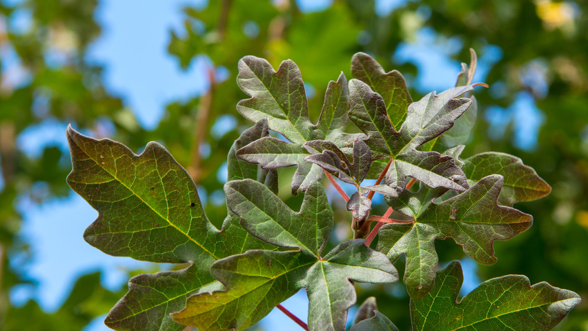 Acer campestre 'Red Shine' Blatt