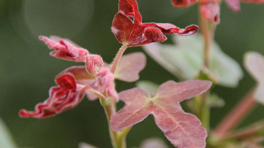 Acer campestre 'Red Shine' Blatt