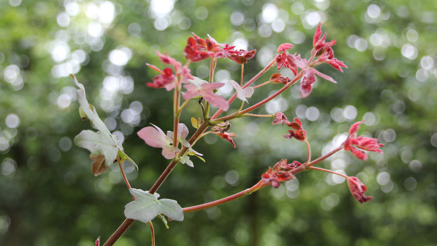 Acer campestre 'Red Shine' Blatt
