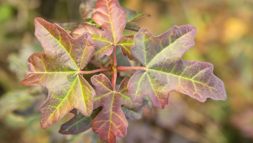Acer campestre 'Red Shine' Blatt
