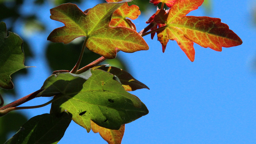 Acer campestre 'Red Shine' Blatt