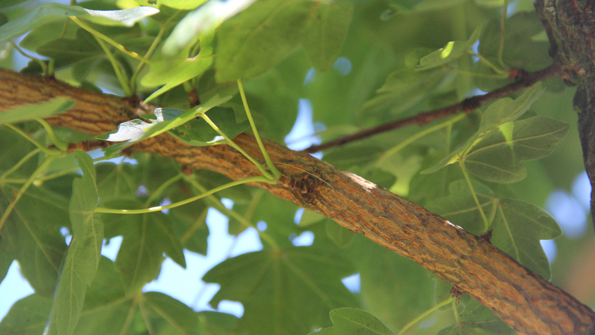 Acer campestre twigs