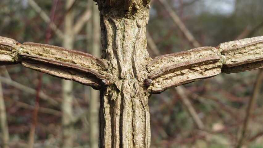 Acer campestre twigs